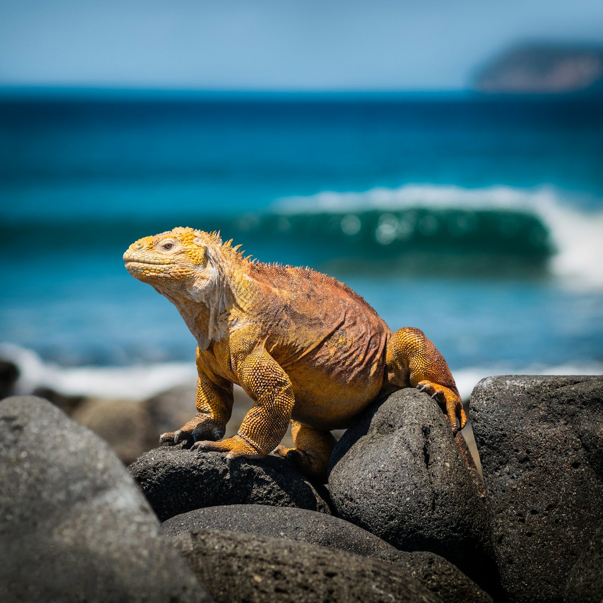 Iguane terrestre jaune posé sur des rochers face à l'océan aux Galápagos
