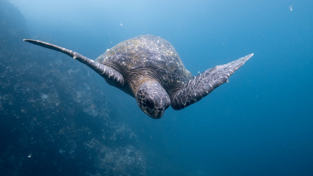 Une tortue marine nage dans une eau bleue au-dessus d'un fond rocheux, aux Galápagos