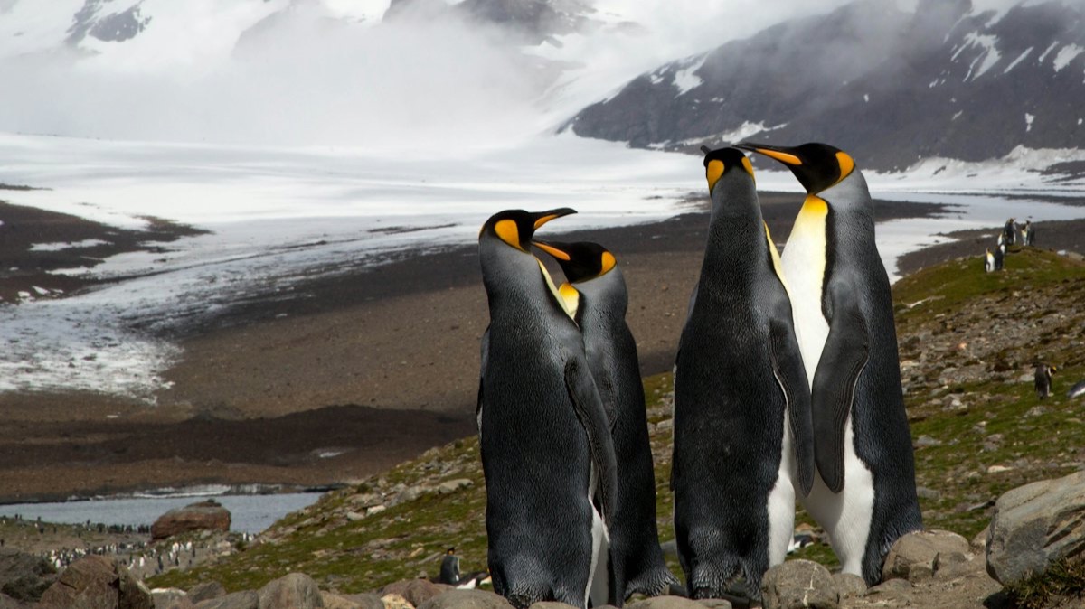 Quatre manchots royaux devant un glacier, en Géorgie du Sud