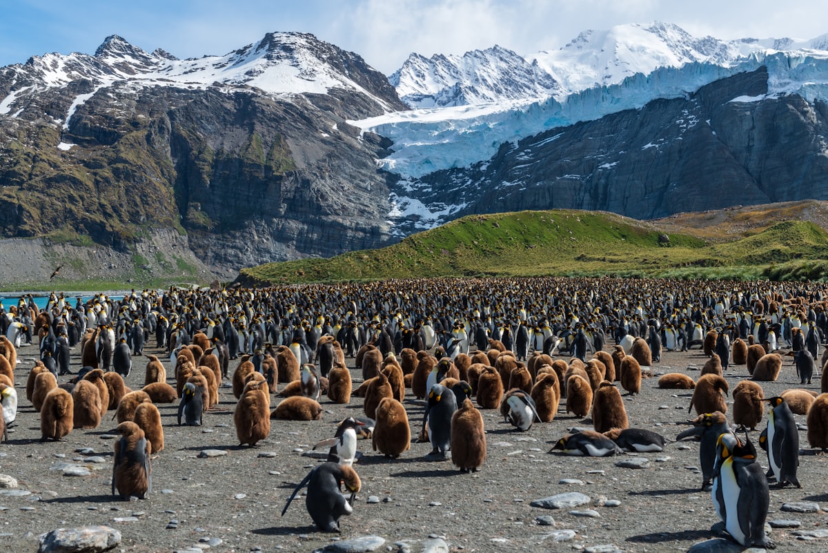Immense colonie de manchots royaux au pied de montagnes enneigées en Géorgie du Sud