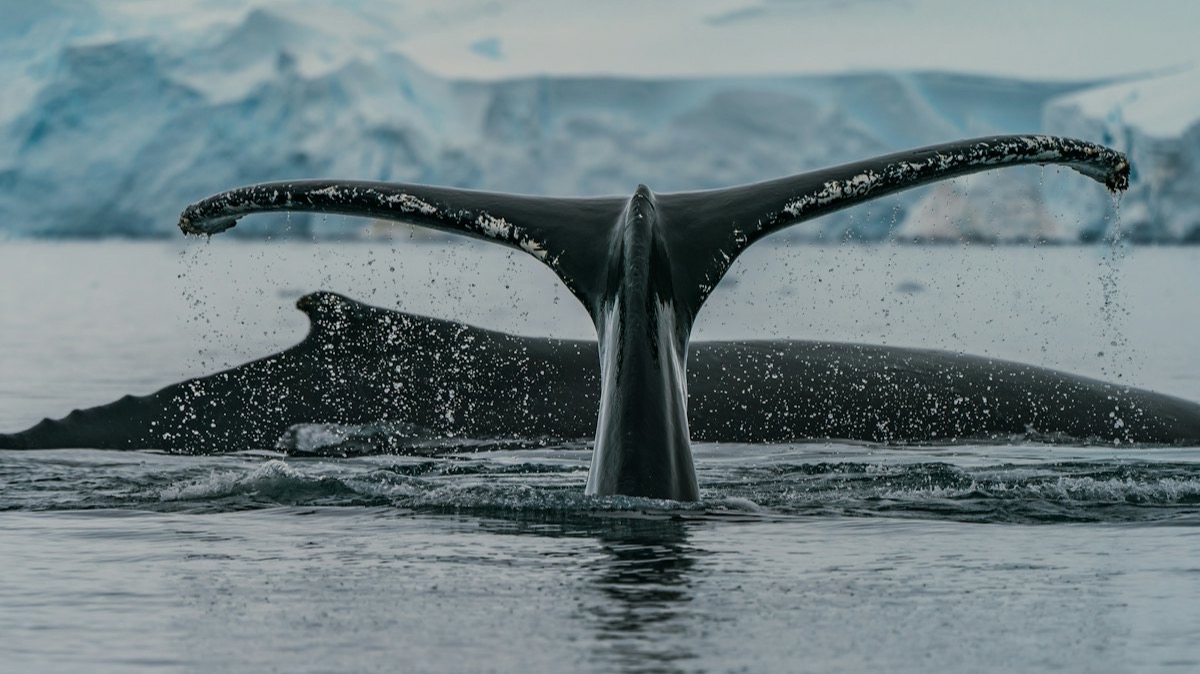 La nageoire caudale d'une baleine à bosse qui plonge devant un glacier, en Antarctique