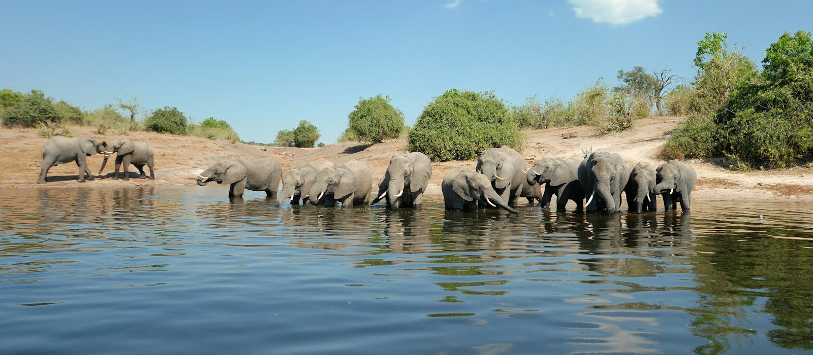 Un troupeau d'éléphants qui boit au bord d'un fleuve, sous un ciel bleu