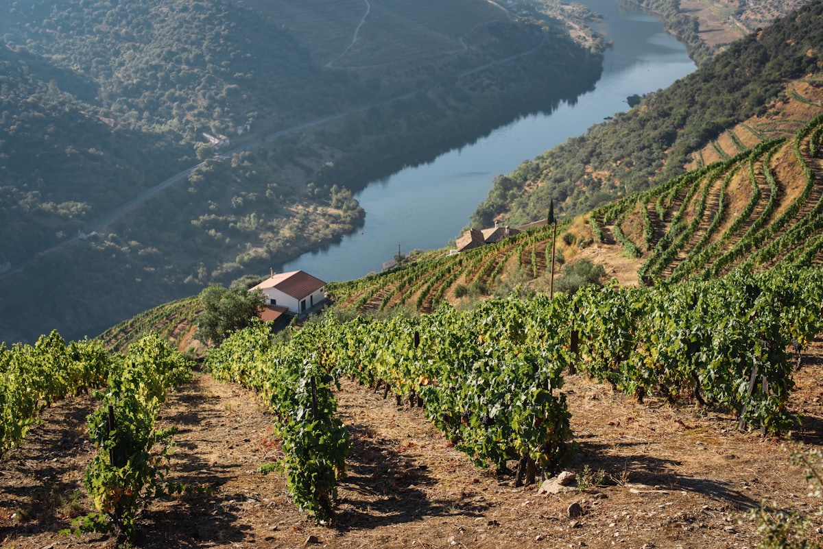 Vignobles en terrasses descendant vers le Douro au Portugal