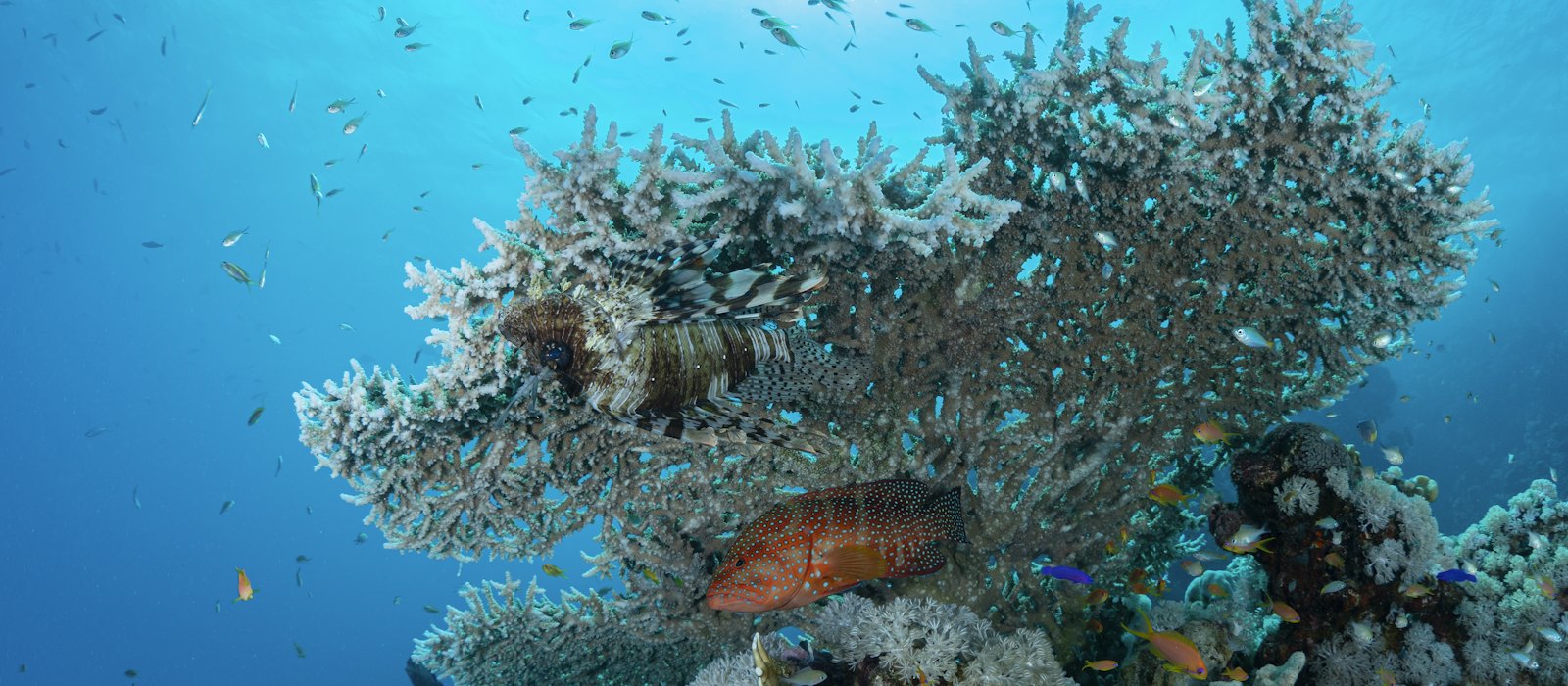 Un récif de corail tabulaire sous l'eau, avec un poisson-scorpion, un mérou et un banc de petits poissons dans une eau bleue