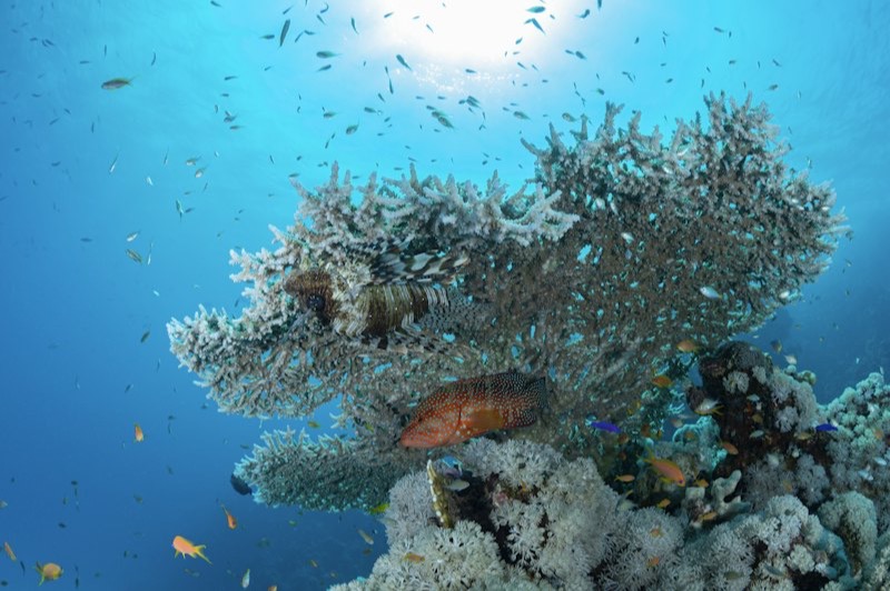 Un récif de corail tabulaire sous l'eau, avec un poisson-scorpion, un mérou et un banc de petits poissons dans une eau bleue