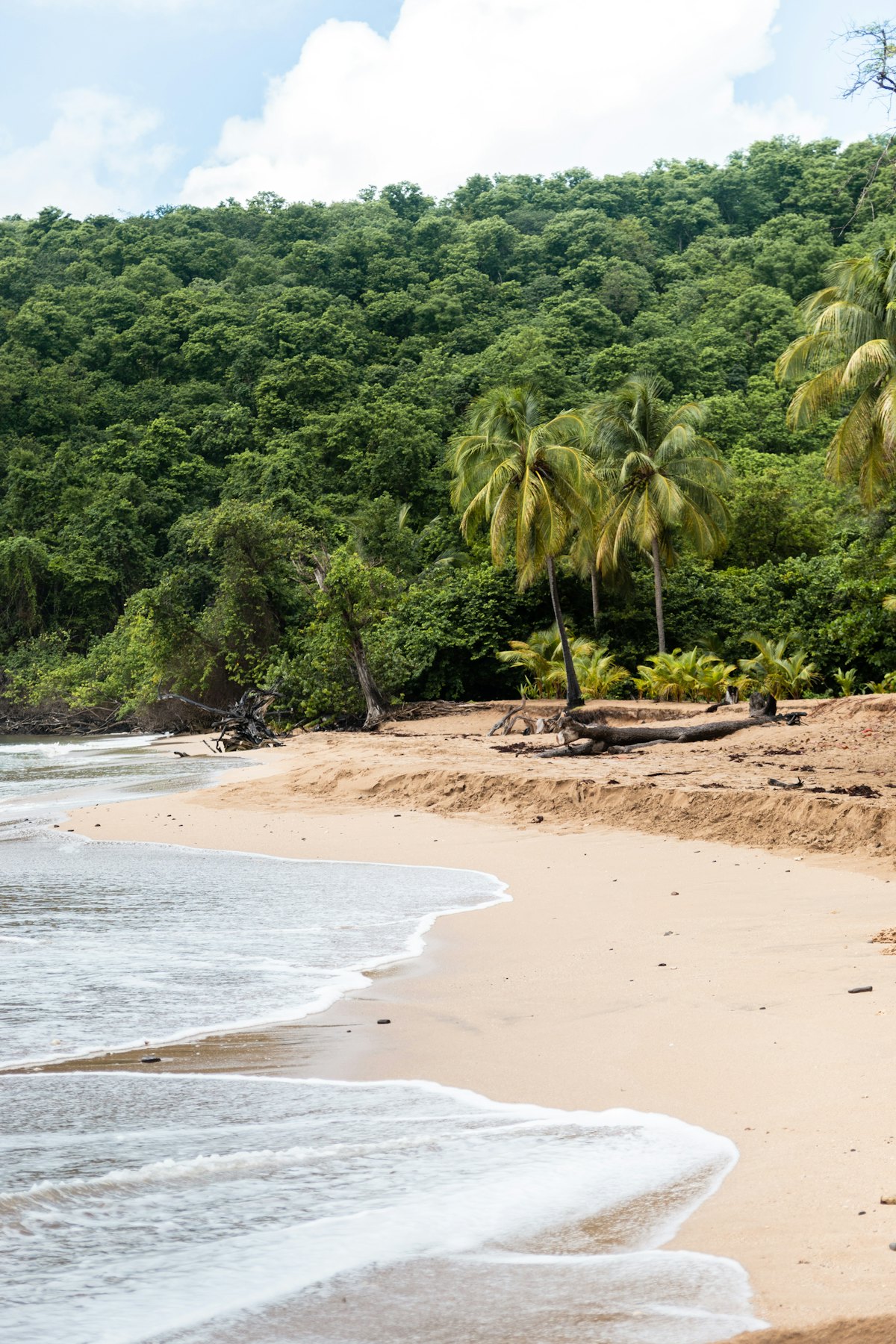 Plage de sable bordée de cocotiers et de forêt tropicale en Guadeloupe