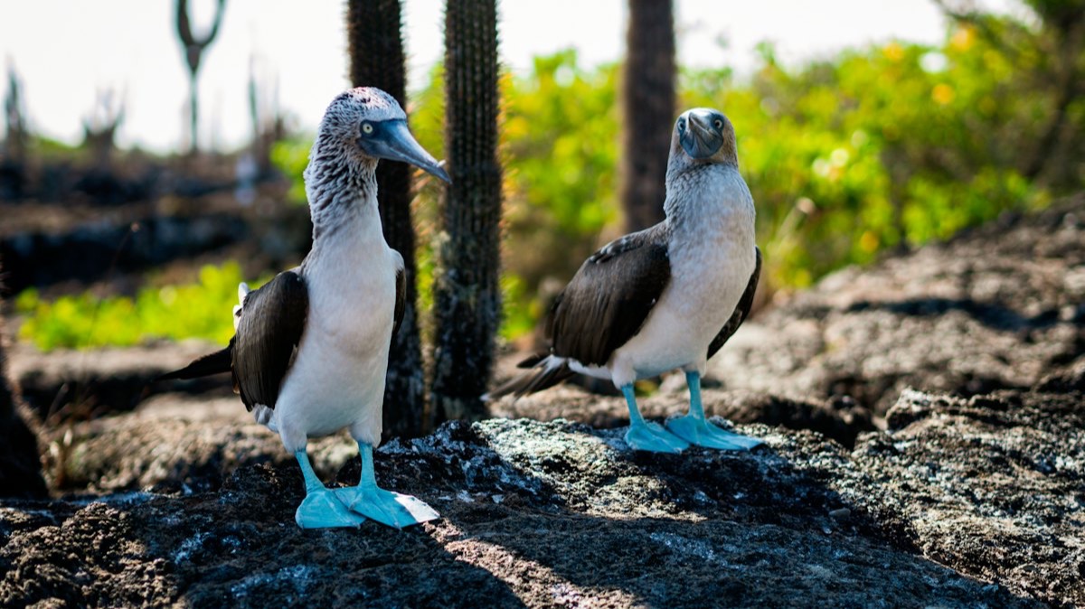 Deux fous à pieds bleus sur une roche volcanique de l'île Isabela, devant des cactus