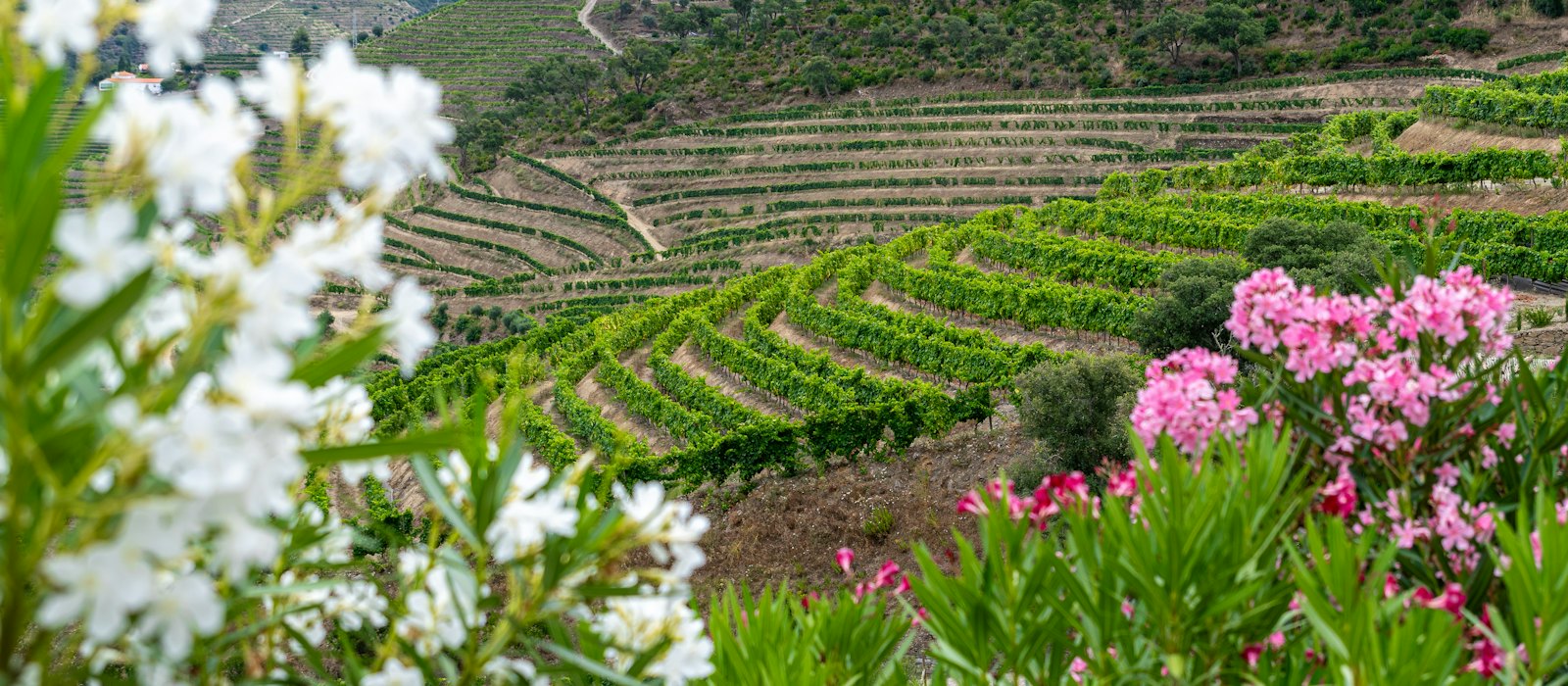 Vignobles en terrasses de la vallée du Douro, au Portugal, vus depuis un coteau fleuri