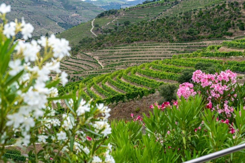 Vignobles en terrasses de la vallée du Douro, au Portugal, vus depuis un coteau fleuri
