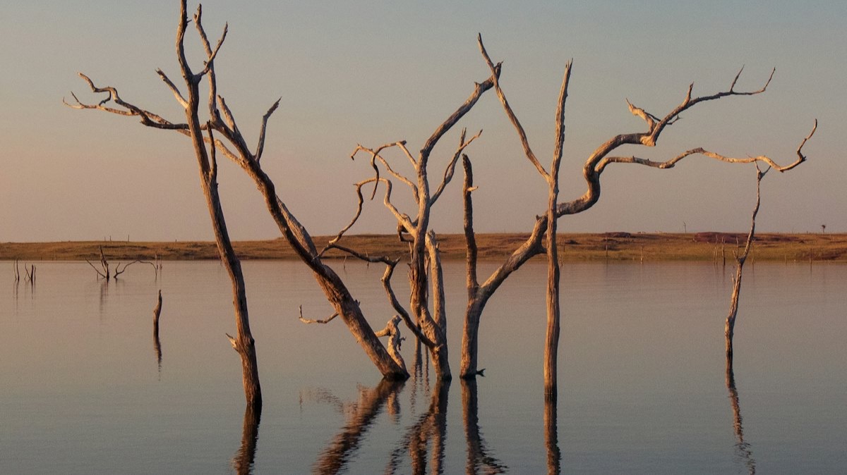 Des arbres morts qui émergent des eaux calmes du lac Kariba, au crépuscule