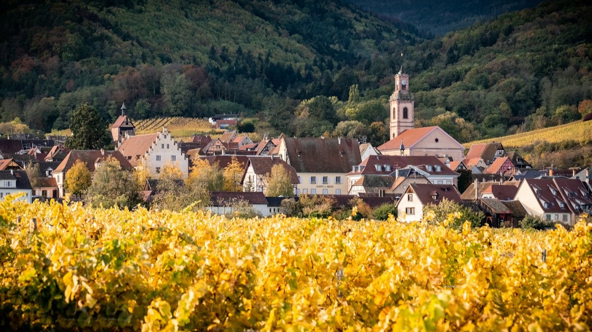 Un village alsacien et son clocher au milieu des vignes dorées de l'automne