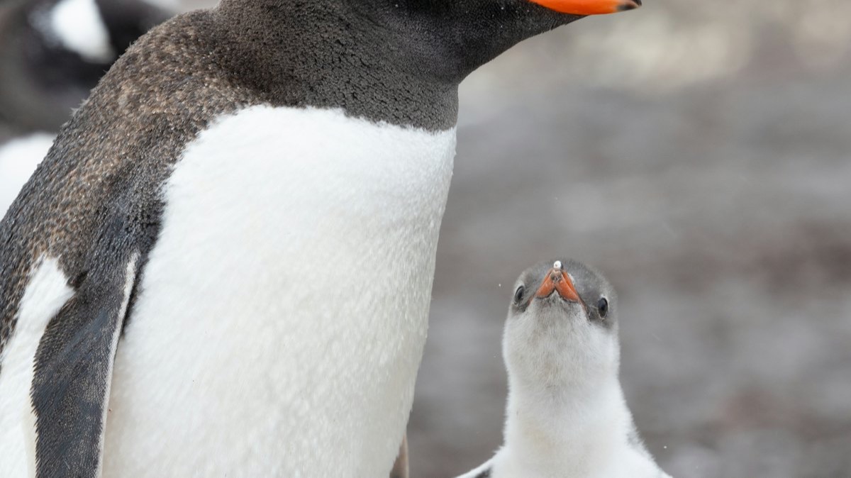 Un manchot papou et son poussin sur une plage de galets de la péninsule antarctique