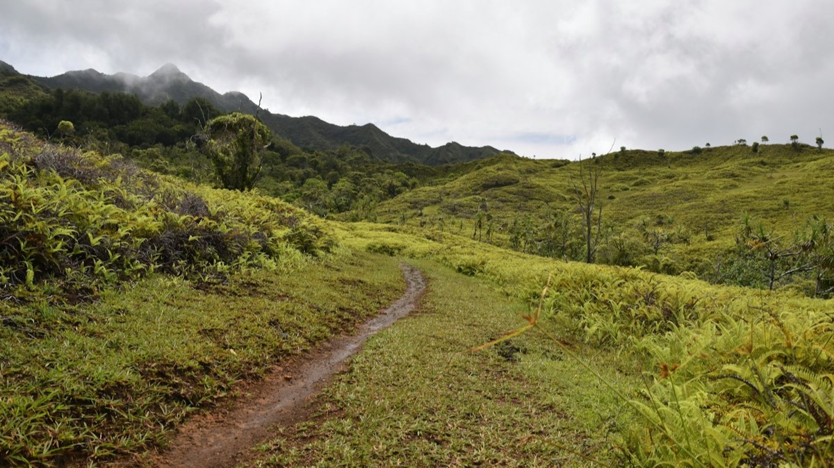 Un sentier de terre à travers les collines verdoyantes de Nuku Hiva, aux Marquises, sous un ciel nuageux
